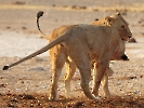 Löwe, Etosha-Nationalpark, Namibia, Oktober 2022
