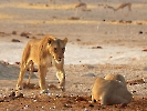 Löwe, Etosha-Nationalpark, Namibia, Oktober 2022