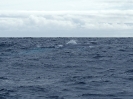 Blauwal, vor Pico, Azoren, April 2012