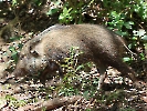 Wildschwein, Chitwan-Nationalpark, Nepal, April 2023