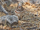 Bindenrennvogel, Etosha-Nationalpark, Namibia, Oktober 2023