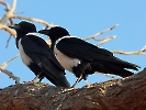 Schildrabe, Sossusvlei, Namib-Naukluft-Nationalpark, Namibia, Oktober 2022