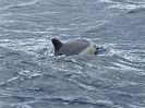 Common Dolphin, vor Pico, Azoren, April 2012