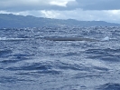 Finnwal, vor Pico, Azoren, April 2012