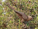 Graulärmvogel, Etosha-Nationalpark, Namibia, Oktober 2022