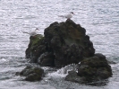 Fluss-Seeschwalbe, Ponta Delgada, Sao Miguel, Azoren, April 2012
