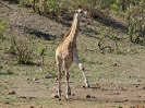 Giraffe, Krüger-Nationalpark, Südafrika, Oktober 2011