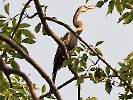 Orient-Schlangenhalsvogel, Chitwan-Nationalpark, Nepal, April 2023