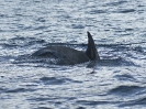 Rundkopfdelphin, vor Pico, Azoren, April 2012