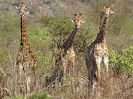 Giraffe, Krüger-Nationalpark, Südafrika, Oktober 2011