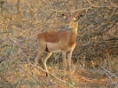Impala, Krüger-Nationalpark, Südafrika, Oktober 2011