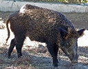 Wildschwein, Cota Donana Nationalpark, Andalusien, Oktober 2006