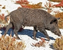Wildschwein, Cota Donana Nationalpark, Andalusien, Oktober 2006