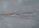 Alligator, Everglades, FL, 2006