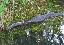 Alligator, Everglades, FL, 2006