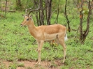 Impala, Krüger-Nationalpark, Südafrika, November 2011