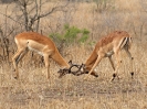 Impala, Krüger-Nationalpark, Südafrika, Oktober 2011