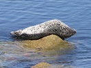 Seehund, in der Nähe von Monterey, Kalifornien, Juli 2004