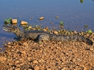Brillenkaiman, Pantanal, Mato Grosso, Brasilien, Juli 2008