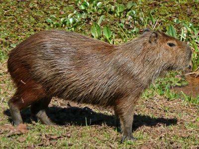 Capybara, Pantanal, Mato Grosso, Brasilien, Juli 2008