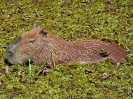 Capybara, Pantanal, Mato Grosso, Brasilien, Juli 2008