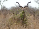 Großer Kudu, Krüger-Nationalpark, Südafrika, Oktober 2011