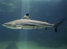 carcharhinus-melanopterus-02_20120226_1169369501