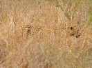 Leopard, Krüger-Nationalpark, Südafrika, Oktober 2011