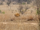 Löwe, KNP, Südafrika, Oktober 2011