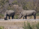 Breitmaul-Nashorn, Südafrika 2002