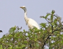 Kuhreiher, Keoladeo Ghana Nationalpark, Bharatpur, Rajasthan, Indien, Oktober 2004