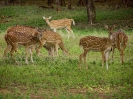 Chital, Ranthambore Nationalpark, Rajasthan, Indien, Oktober 2004