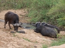 Afrikanischer Büffel, Südafrika 2011