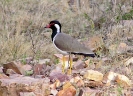 Rotlappenkiebitz, Ranthambore Nationalpark, Rajasthan, Indien, Oktober 2004