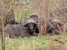 Afrikanischer Büffel, Südafrika 2011