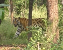 Tiger, Bandhavgarh Nationalpark, Madhya Pradesh, Indien, Oktober 2004