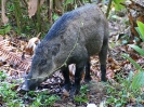 Wildschwein, Taman Negara Nationalpark, Malaysia, April 2010