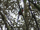 Quetzal, Guadalupe, Panama, März 2013