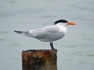 Royal Tern - Boca del Drago - Isla Colon - Panama - Maerz 2013 - 01