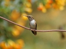 Scintillant Hummingbird - Boquete - Panama - Maerz 2013 - 05