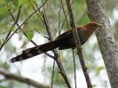 Eichhornkuckuck, Parque Natural Metropolitano, Panama Ctiy, Panama, April 2013