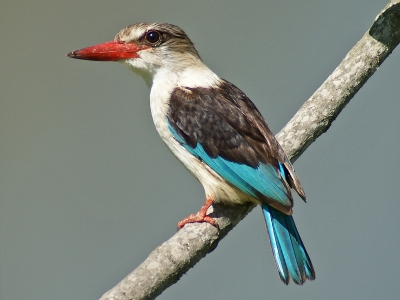 Brown-hooded Kingfisher - White River - Suedafrika - November 2011 - 01
