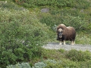Moschusochse, Dovrefjell Nationalpark, Norwegen, August 2014