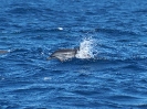 Streifendelphin, Straße von Gibraltar, Oktober 2014