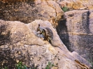 Schwarzpfoten-Felsenkänguruh, West MacDonnell Ranges, Northern Territory, Juli 2001