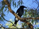 Pied Currawong, Daintree National Park, Queensland, August 2001