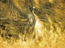 Sandy Wallaby, Katherine Gorge National Park, Northern Territory, Juli 2001