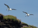 Eissturmvogel, North Hill RSPB, Papa Westray, Orkney Islands, Juli 2015