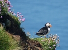 Papageitaucher, Castle O'Burrian, Westray, Orkney Islands, Juli 2015