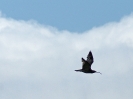 Brachvogel, Shapinsay, Orkney Islands, Juli 2015